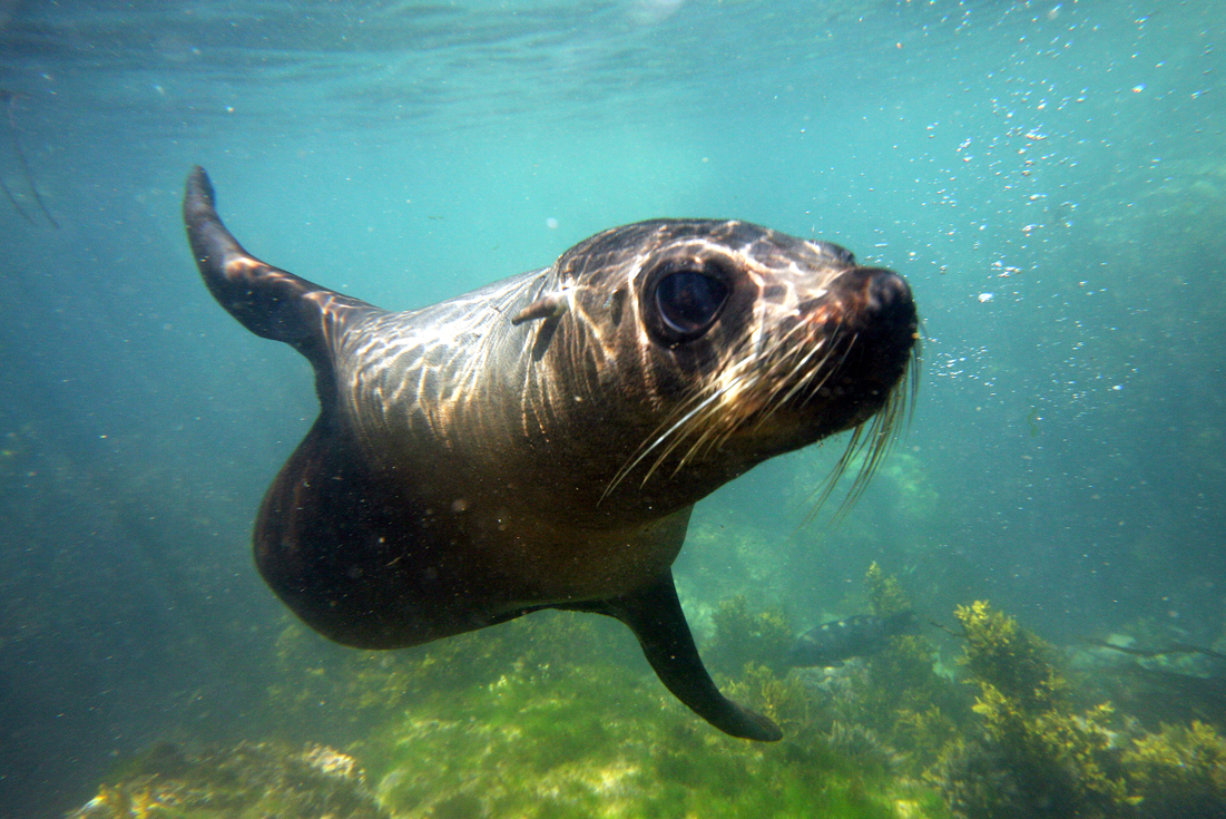 Lonely Planet <br/> 'Top 10 Best Marine Encounter - Worldwide'