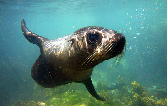 Seals